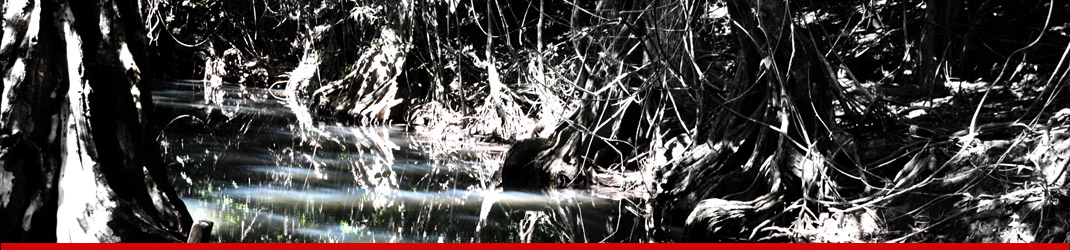 Banner-roots