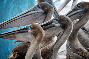 Galapagos