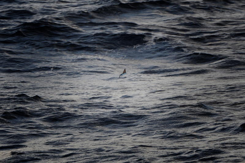 Flyvefisk