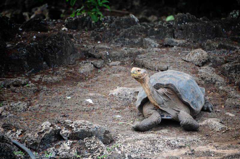 Kæmpeskildpadde på Galapagos.