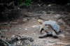 Kmpeskildpadde p Galapagos.