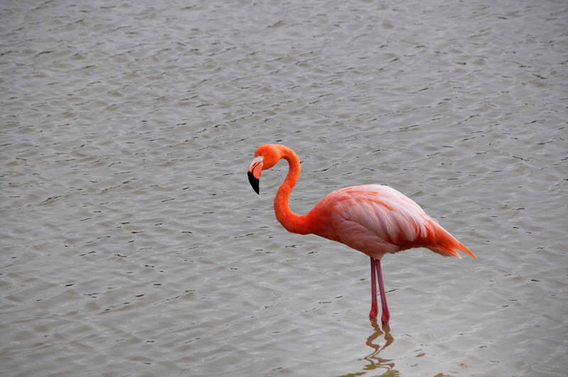 Flamengo