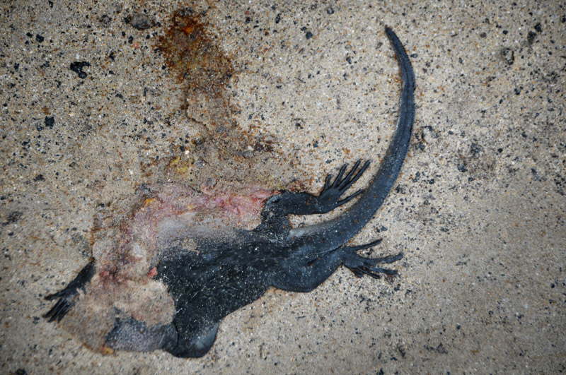 Nedkrt leguan.