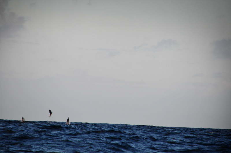 Delfiner  Stillehavet.