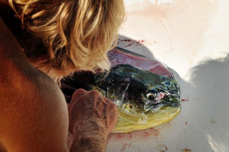 Mahi mahi.