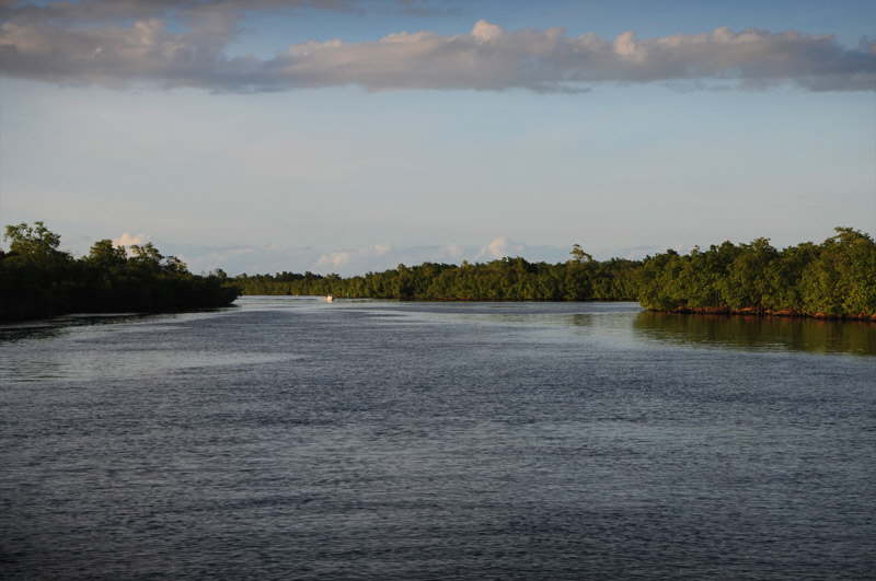Gennem mangroven p Guadeloupe