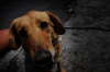 En hund, der kastede sin krlighed p os