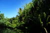 Jungle p Dominique