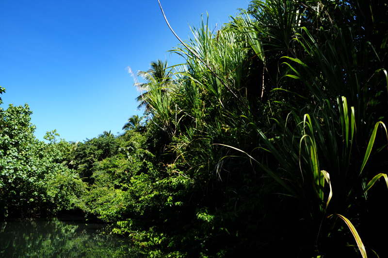 Jungle p Dominique