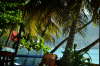 Bequia.