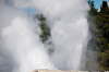 Geyser i Rotorua.
