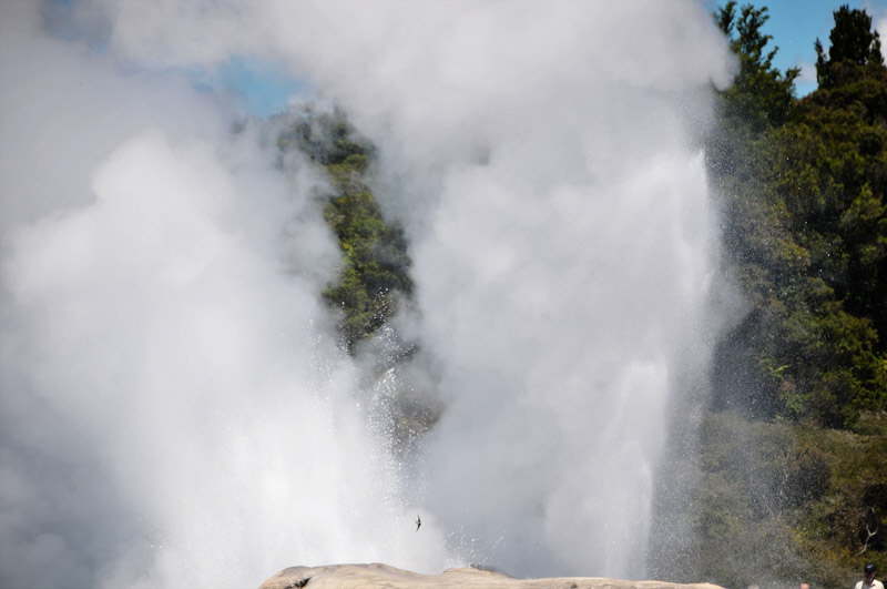 Geyser i Rotorua.