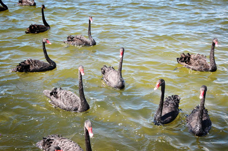 Sorte svaner i Rotorua.